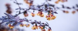 Preview wallpaper flowers, branch, petals, blur