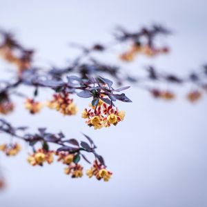 Preview wallpaper flowers, branch, petals, blur