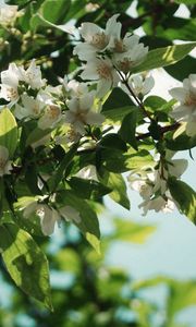 Preview wallpaper flowers, branch, plant, leaf