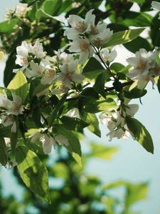 Preview wallpaper flowers, branch, plant, leaf