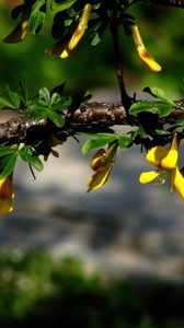 Preview wallpaper flowers, branch, plant, leaf