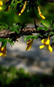 Preview wallpaper flowers, branch, plant, leaf