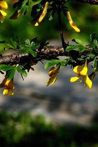 Preview wallpaper flowers, branch, plant, leaf