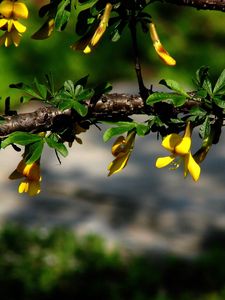 Preview wallpaper flowers, branch, plant, leaf