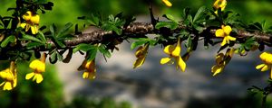 Preview wallpaper flowers, branch, plant, leaf