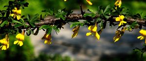 Preview wallpaper flowers, branch, plant, leaf