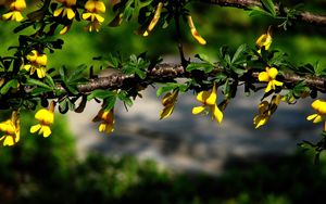 Preview wallpaper flowers, branch, plant, leaf