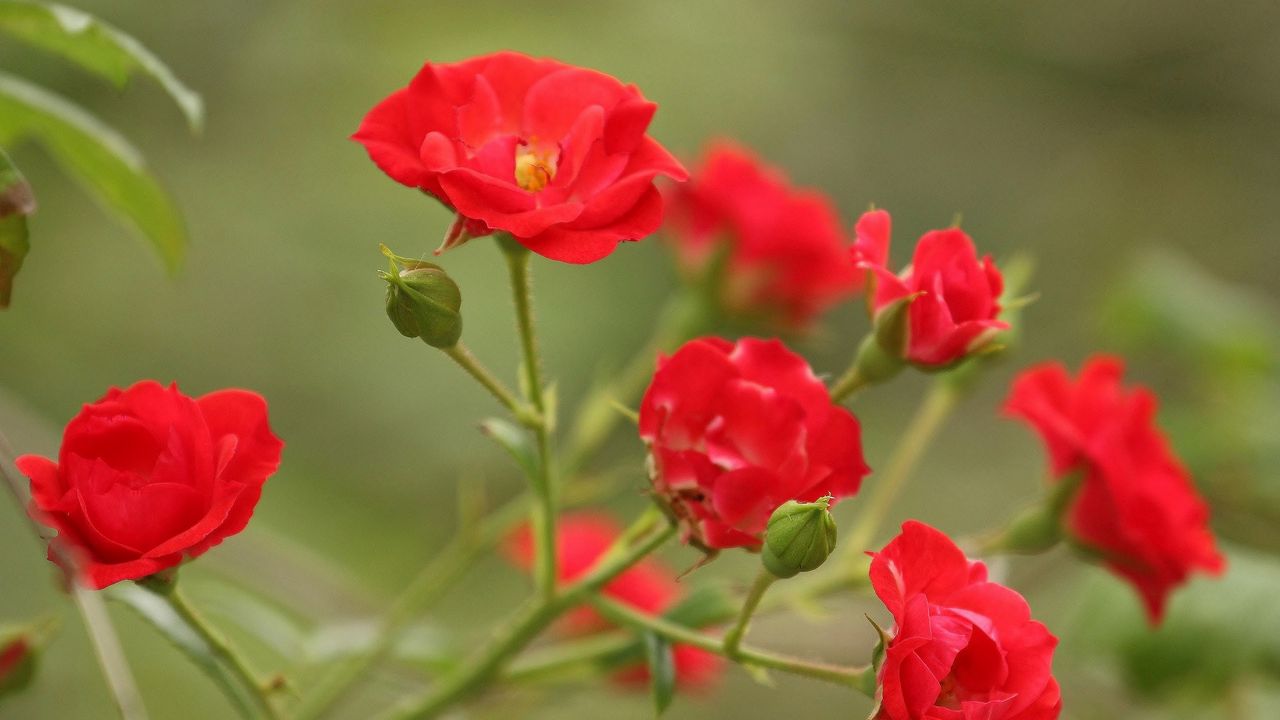 Wallpaper flowers, branch, red