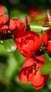 Preview wallpaper flowers, branch, red, plant