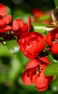 Preview wallpaper flowers, branch, red, plant