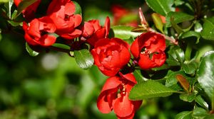 Preview wallpaper flowers, branch, red, plant