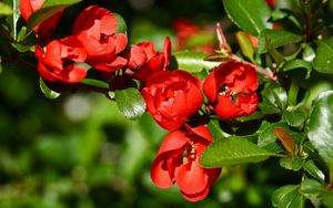 Preview wallpaper flowers, branch, red, plant