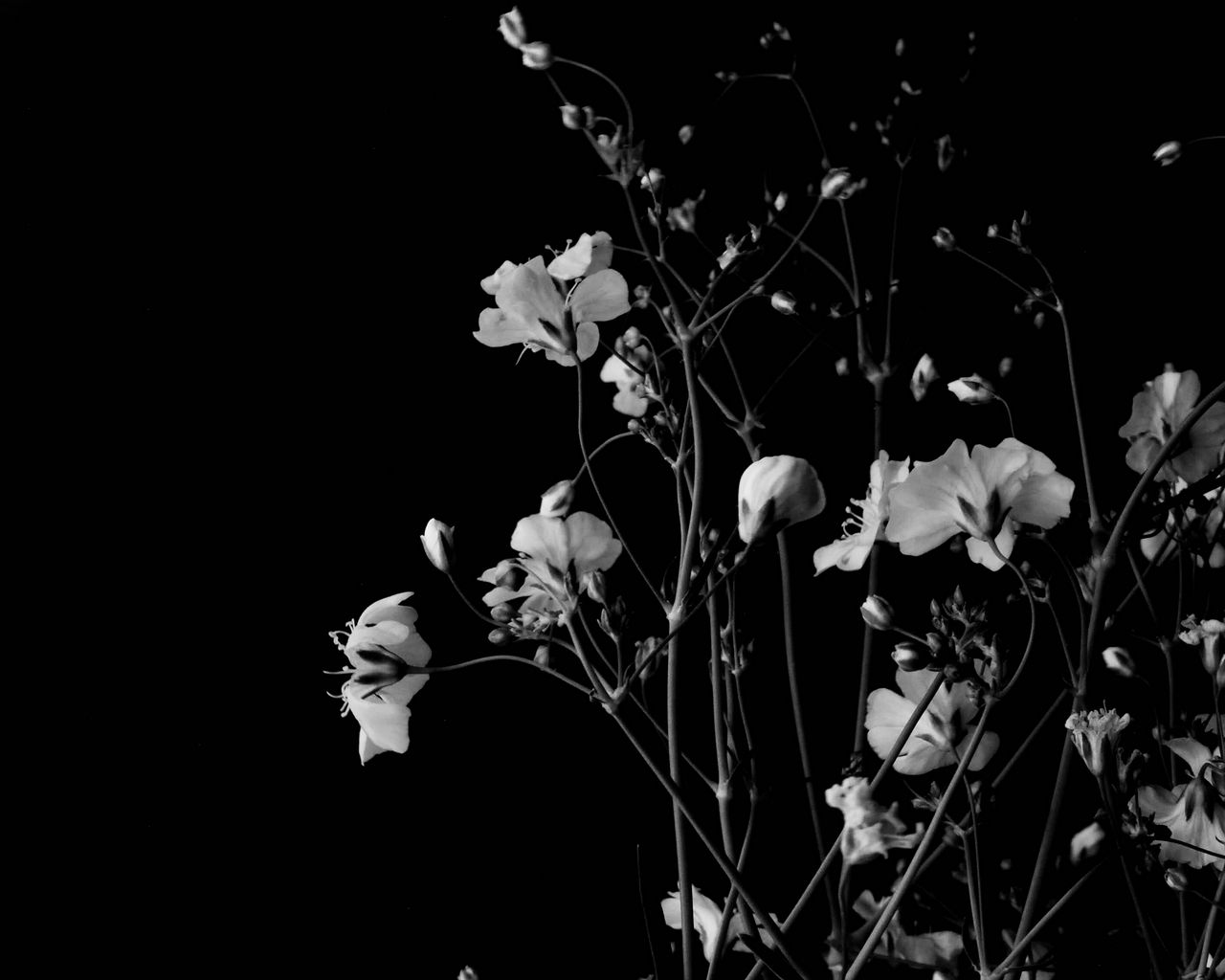 1280x1024 Wallpaper flowers, branches, black and white, black