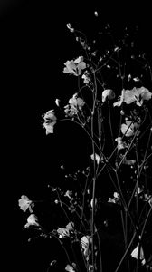 Preview wallpaper flowers, branches, black and white, black