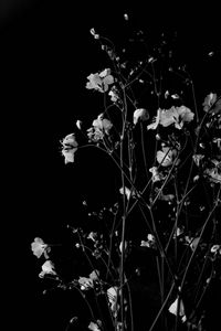 Preview wallpaper flowers, branches, black and white, black