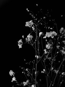 Preview wallpaper flowers, branches, black and white, black