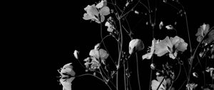Preview wallpaper flowers, branches, black and white, black