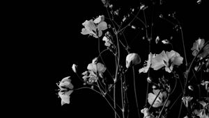 Preview wallpaper flowers, branches, black and white, black