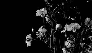 Preview wallpaper flowers, branches, black and white, black