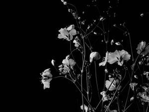 Preview wallpaper flowers, branches, black and white, black