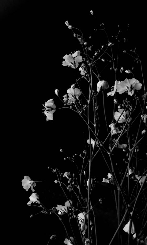 Download wallpaper 480x800 flowers, branches, black and white, black nokia  x, x2, xl, 520, 620, 820, samsung galaxy star, ace, asus zenfone 4 hd  background