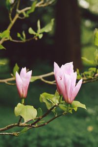 Preview wallpaper flowers, branches, bloom, blur, garden