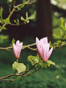 Preview wallpaper flowers, branches, bloom, blur, garden