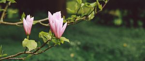 Preview wallpaper flowers, branches, bloom, blur, garden