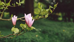 Preview wallpaper flowers, branches, bloom, blur, garden