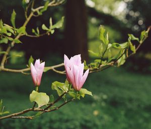 Preview wallpaper flowers, branches, bloom, blur, garden