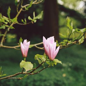 Preview wallpaper flowers, branches, bloom, blur, garden