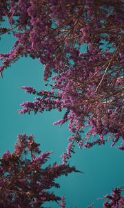 Preview wallpaper flowers, branches, bloom, spring