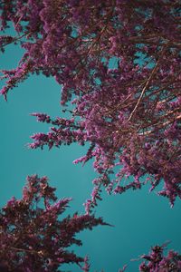 Preview wallpaper flowers, branches, bloom, spring