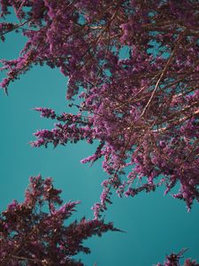 Preview wallpaper flowers, branches, bloom, spring