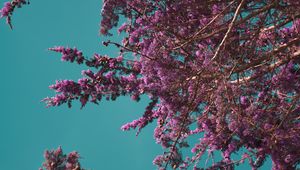 Preview wallpaper flowers, branches, bloom, spring