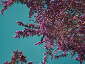 Preview wallpaper flowers, branches, bloom, spring