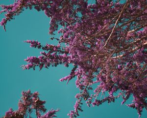 Preview wallpaper flowers, branches, bloom, spring