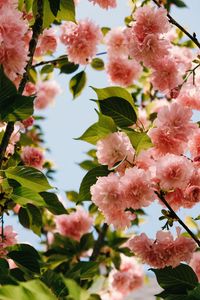 Preview wallpaper flowers, branches, bloom, pink