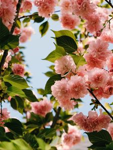 Preview wallpaper flowers, branches, bloom, pink