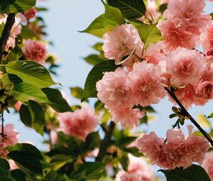 Preview wallpaper flowers, branches, bloom, pink