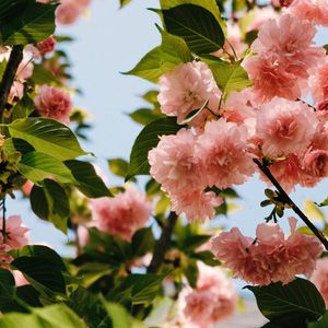 Preview wallpaper flowers, branches, bloom, pink