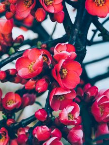 Preview wallpaper flowers, branches, blossom