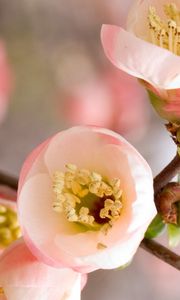 Preview wallpaper flowers, branches, blossoms, petals