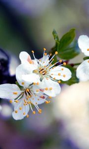 Preview wallpaper flowers, branches, blossoms