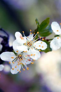 Preview wallpaper flowers, branches, blossoms