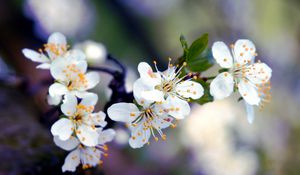 Preview wallpaper flowers, branches, blossoms