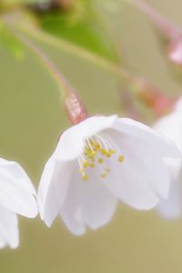 Preview wallpaper flowers, branches, blossoms, cherry