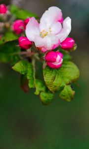 Preview wallpaper flowers, branches, blur, bloom