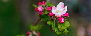 Preview wallpaper flowers, branches, blur, bloom