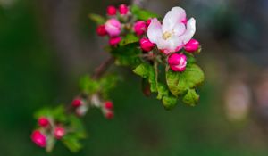 Preview wallpaper flowers, branches, blur, bloom